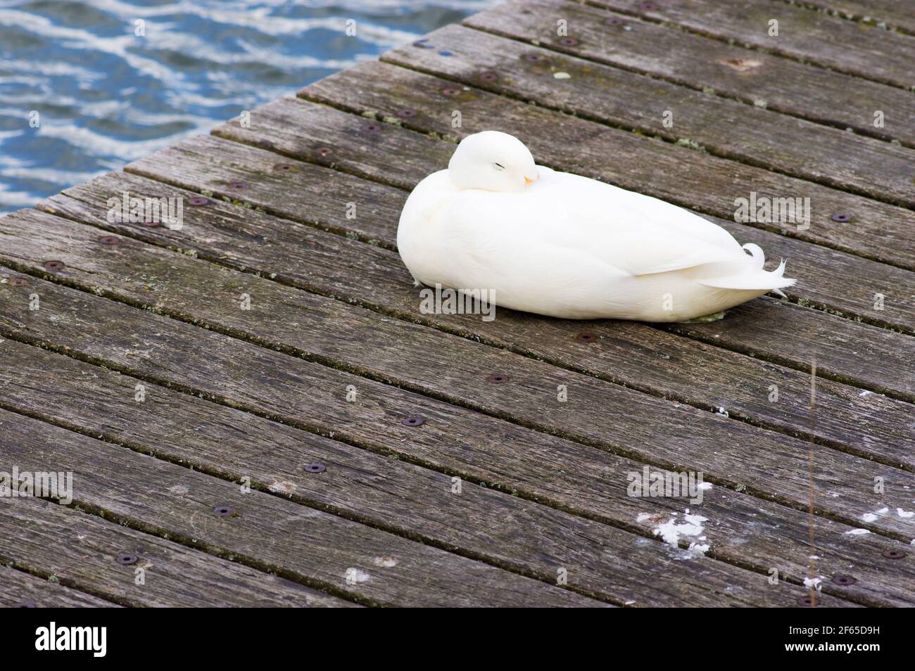 L'anatra bianca riposa su una banchina di uno stagno Foto Stock