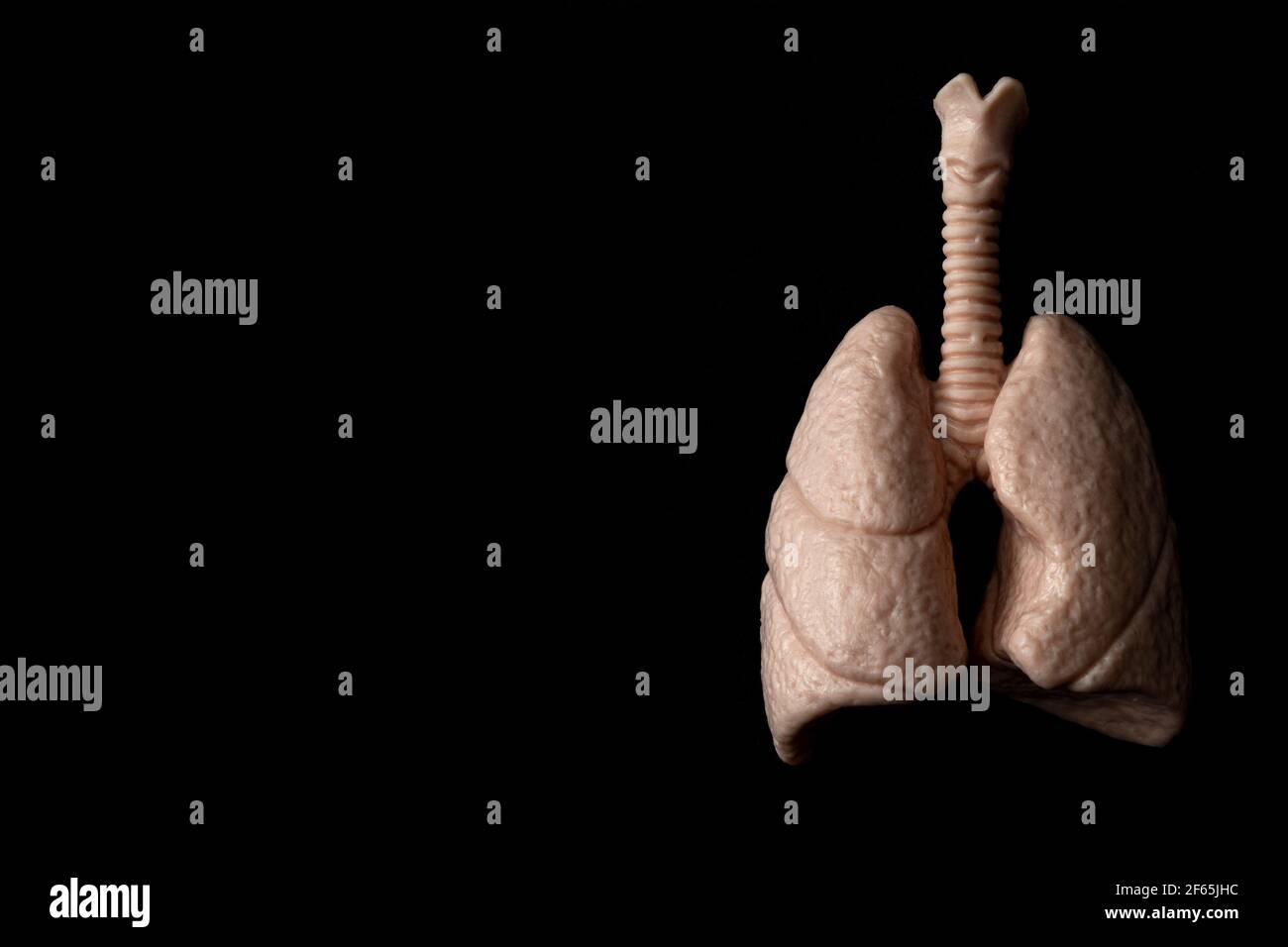 Organi umani, sistema respiratorio e concetto di respirazione tema con polmoni anatomici isolati su sfondo nero con illuminazione ad alto contrasto, Moody li Foto Stock
