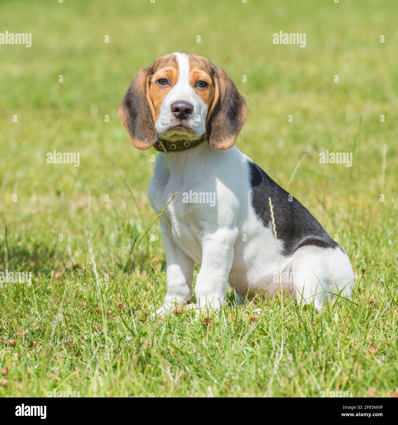 cucciolo di Beagle Foto Stock