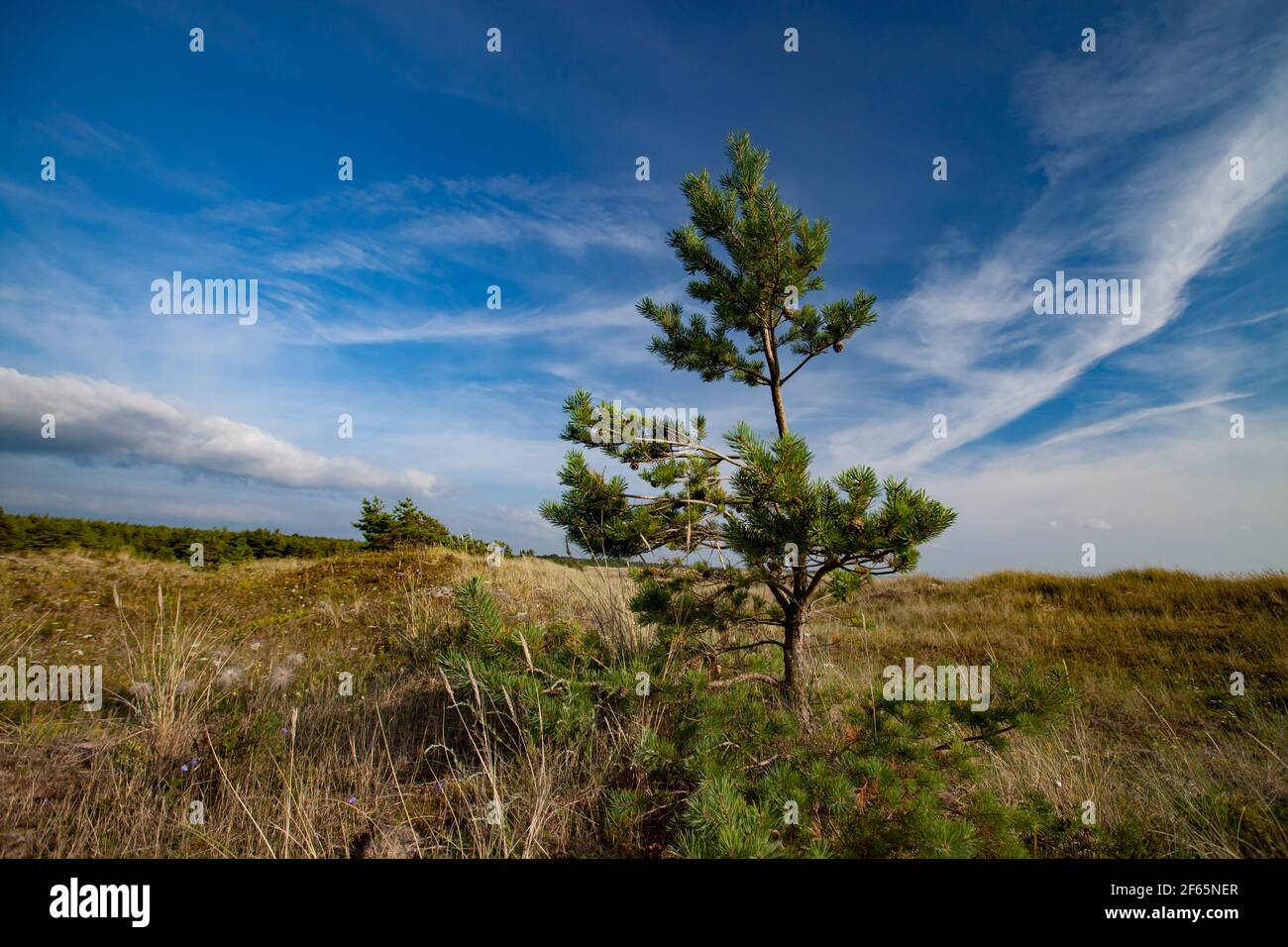 Solo giovane pino sul campo o prato con erba verde e secca. Paesaggio estivo. Cielo blu con nuvole e jet trail. Foto Stock