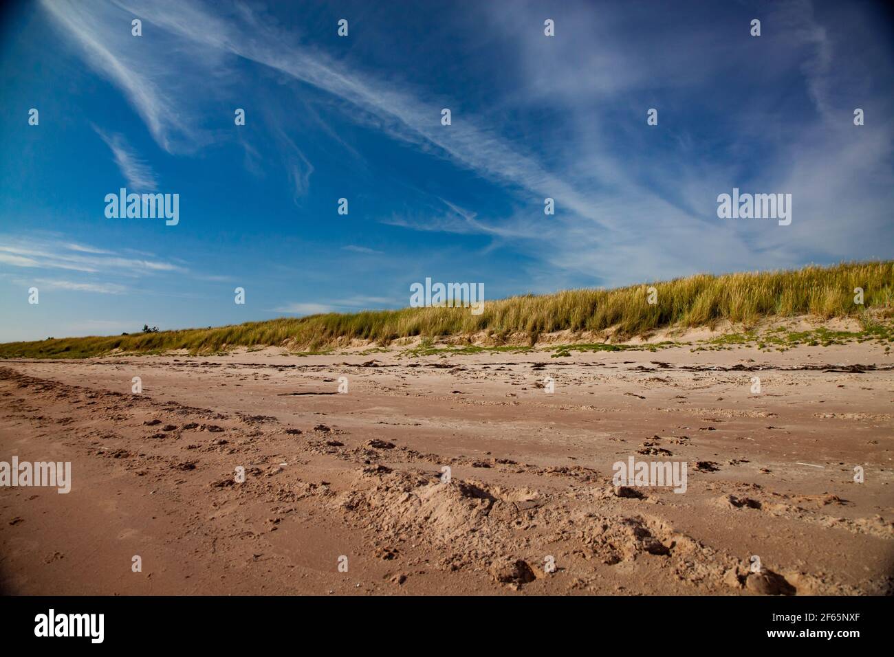 Spiaggia del Mar Baltico. Sentieri su sabbia marrone. Erba verde e gialla corta sullo skyline. Cielo blu con nuvole e jet trails (Jet Traces). Estonia, ASA Foto Stock