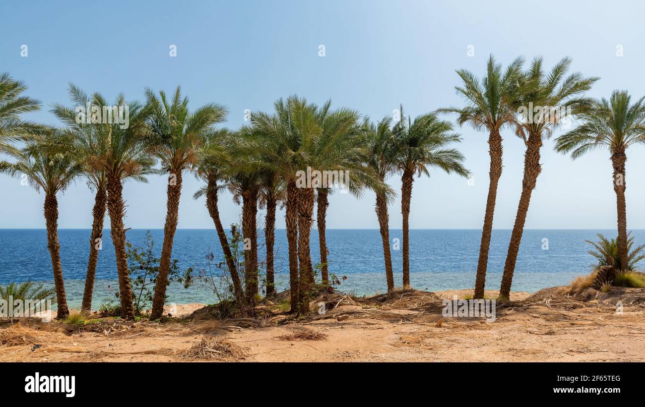 Palme sulla spiaggia esotica nel Mar Rosso Foto Stock