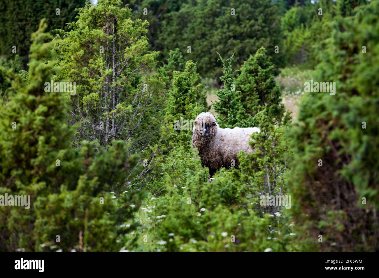 Pecora di lana lunga pelosa grigia (agnello) in arbusto di ginepro verde (ginepro shaw). Foto Stock