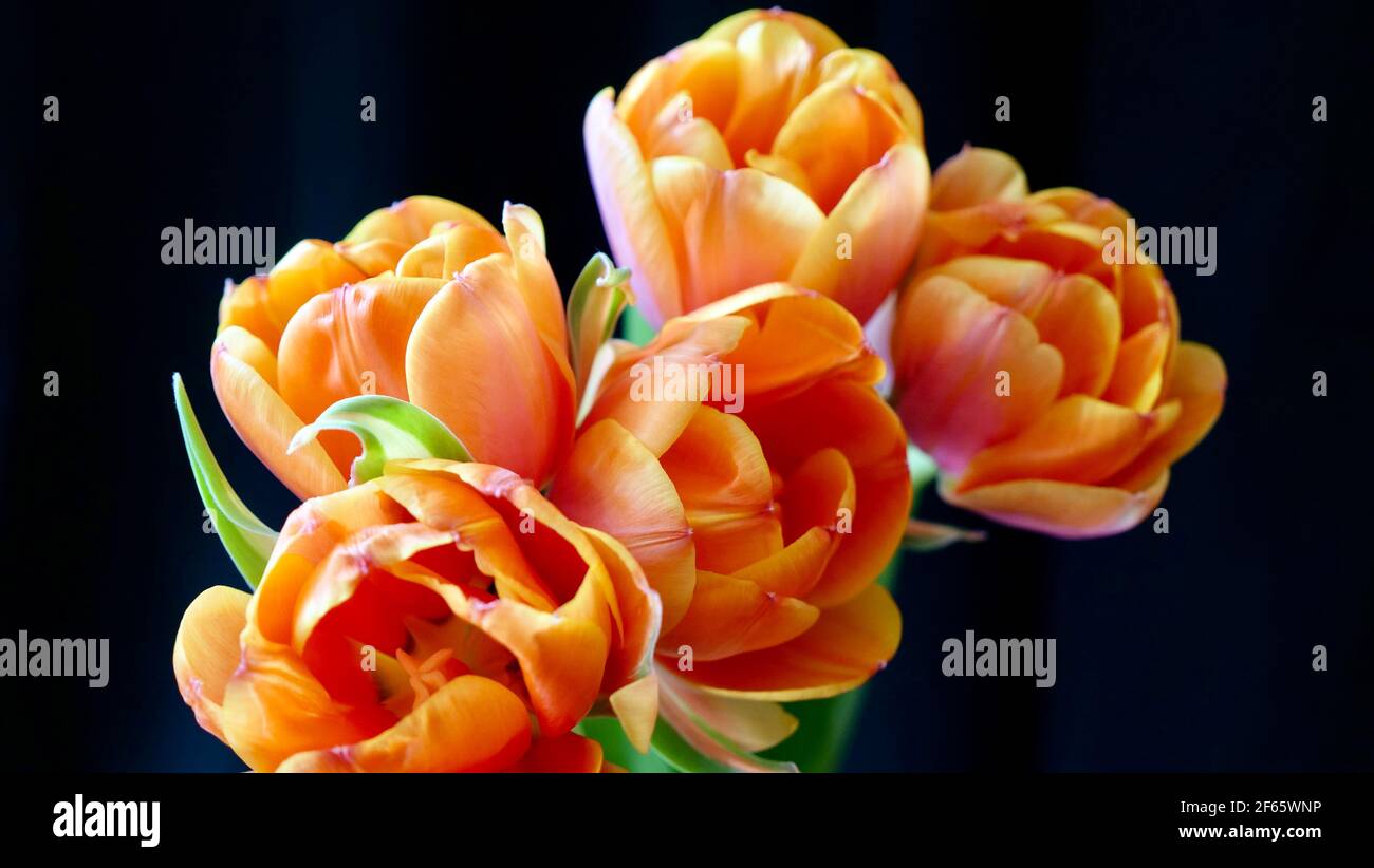 Fiori tulipani arancioni su sfondo nero scuro in una giornata delle donne assolata internazionale o giornata della madre Foto Stock