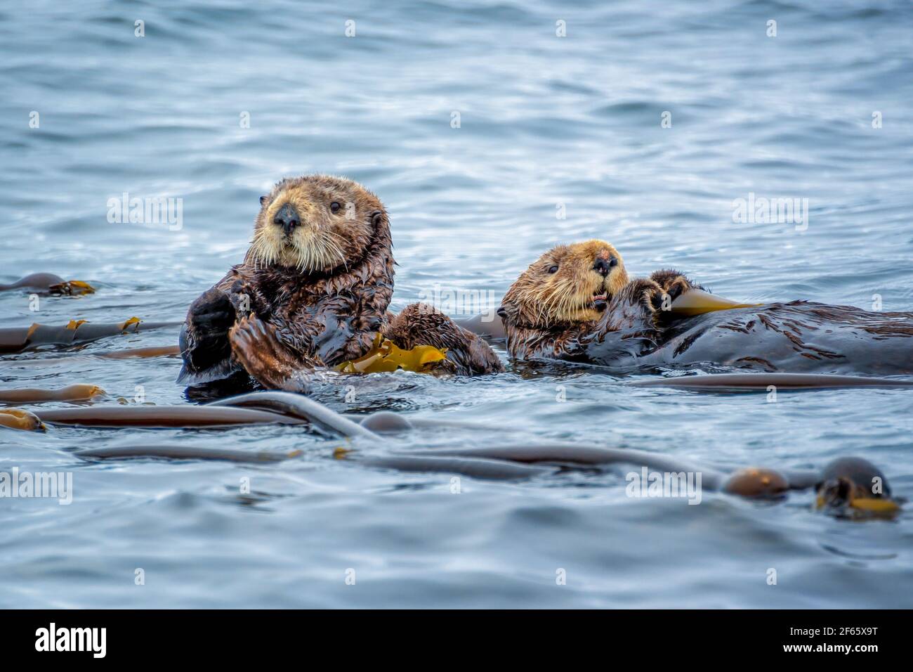 Lontre marine nell'oceano a Tofino, isola di Vancouver, British Columbia, Canada Foto Stock