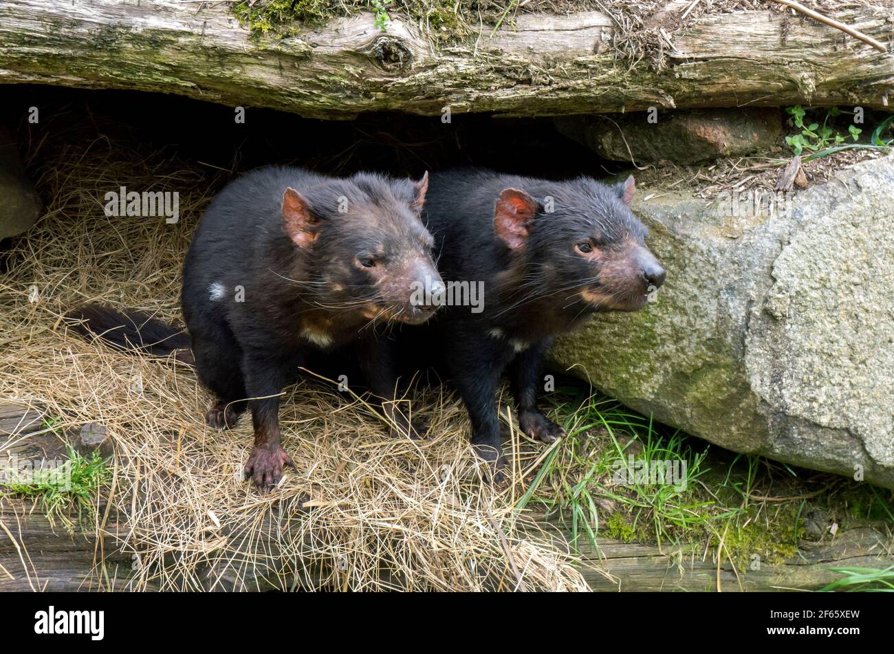 Un paio di diavoli della Tasmania seduti all'ingresso della loro tana al Tasmanian Devil Conservation Park a Taranna in Tasmania, Australia. Foto Stock