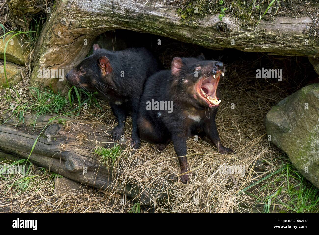 Un paio di diavoli della Tasmania seduti all'ingresso della loro tana al Tasmanian Devil Conservation Park a Taranna in Tasmania, Australia. Foto Stock