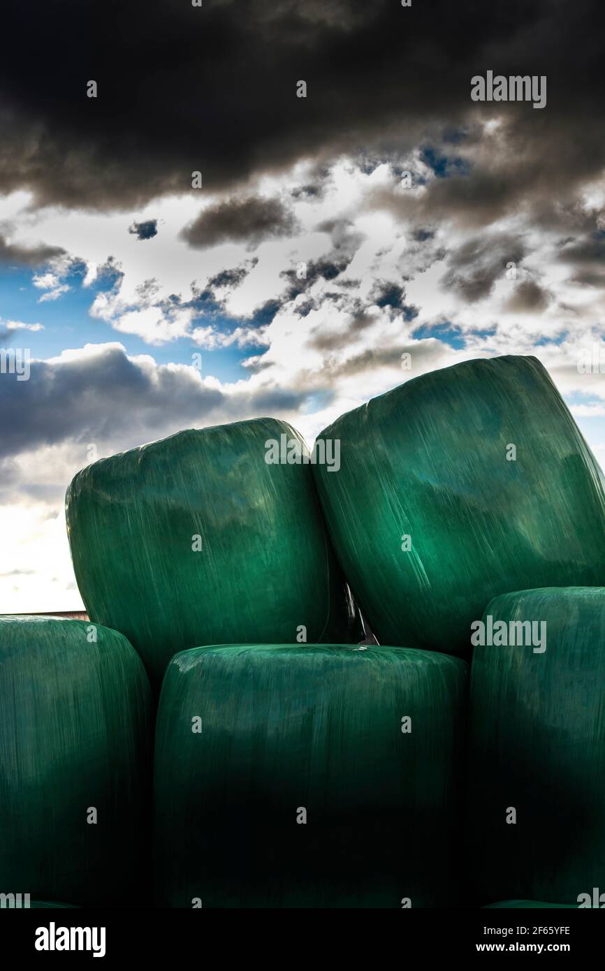 Balle di fieno in sacchi catturati in una giornata di sole in un campo. Auvergne Rhone Alpes. Francia Foto Stock