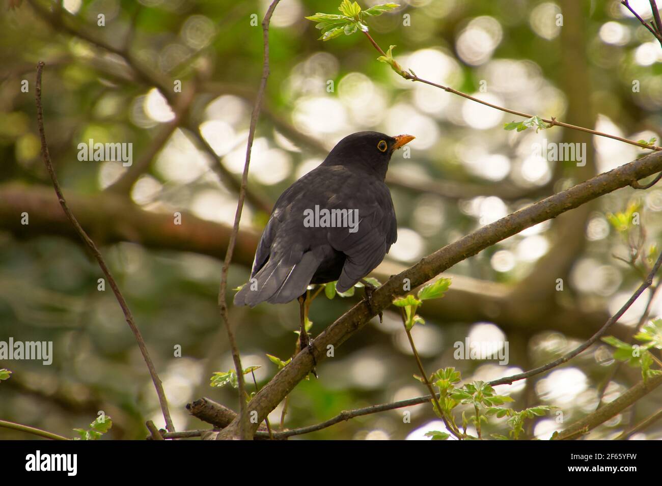 Balkbird comune (eurasiatico), Turdus merula merula, in un albero nella riserva naturale di Chorlton EES, Chorlton, Manchester, Regno Unito Foto Stock