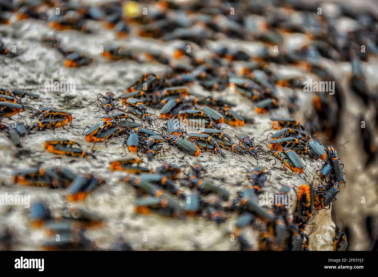 Un enorme numero di scarabei di fuoco su una pietra riscaldata dal sole. Foto Stock
