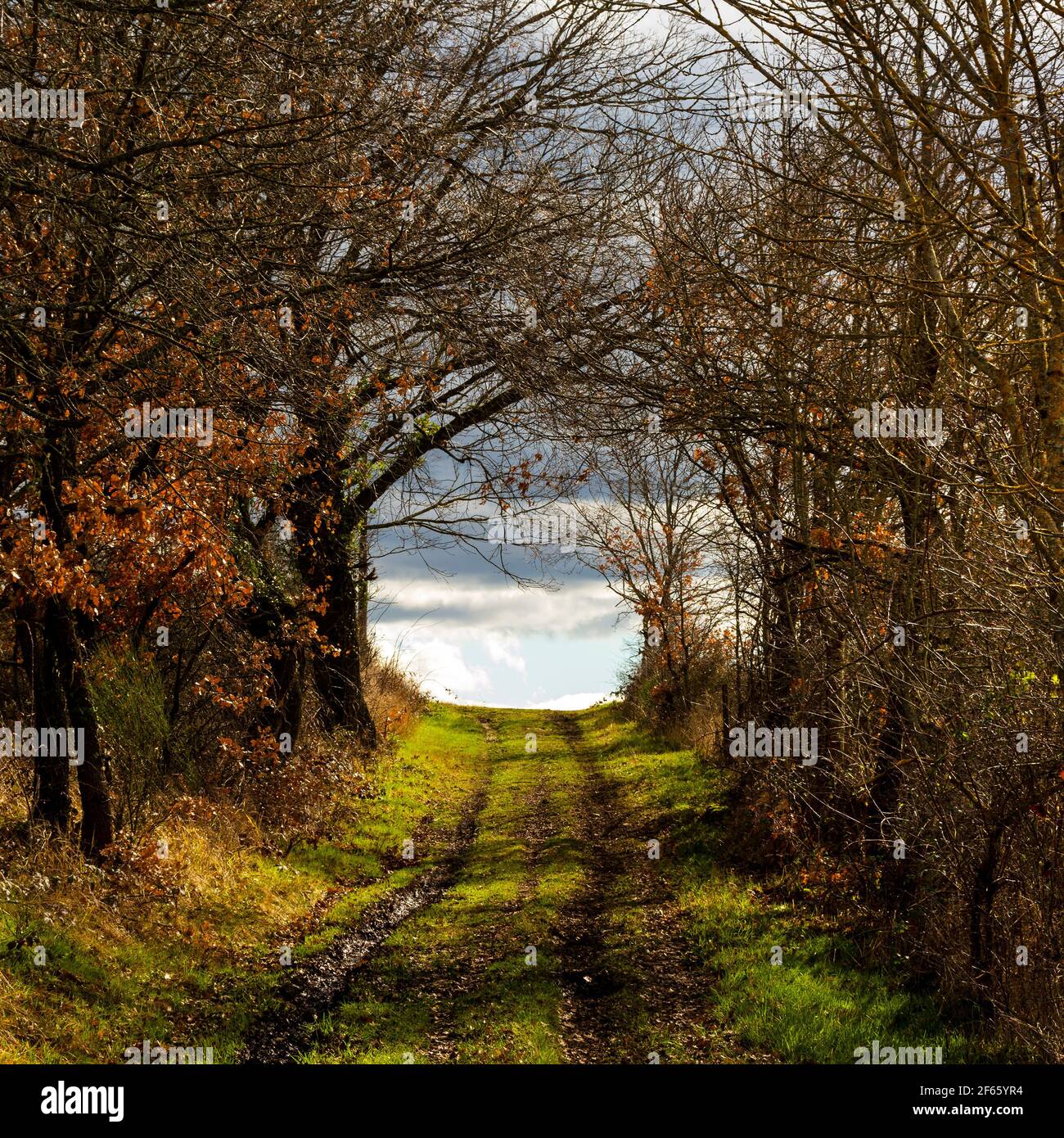 Un tranquillo sentiero che si snoda tra gli alberi che conduce a un cielo aperto in un tranquillo ambiente di campagna durante il tardo autunno Foto Stock