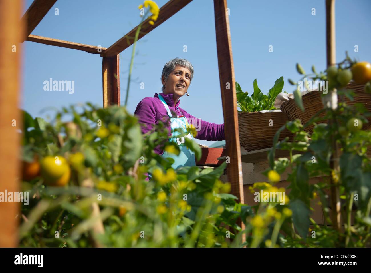 Una donna che passa il tempo nel suo giardino della cucina Foto Stock