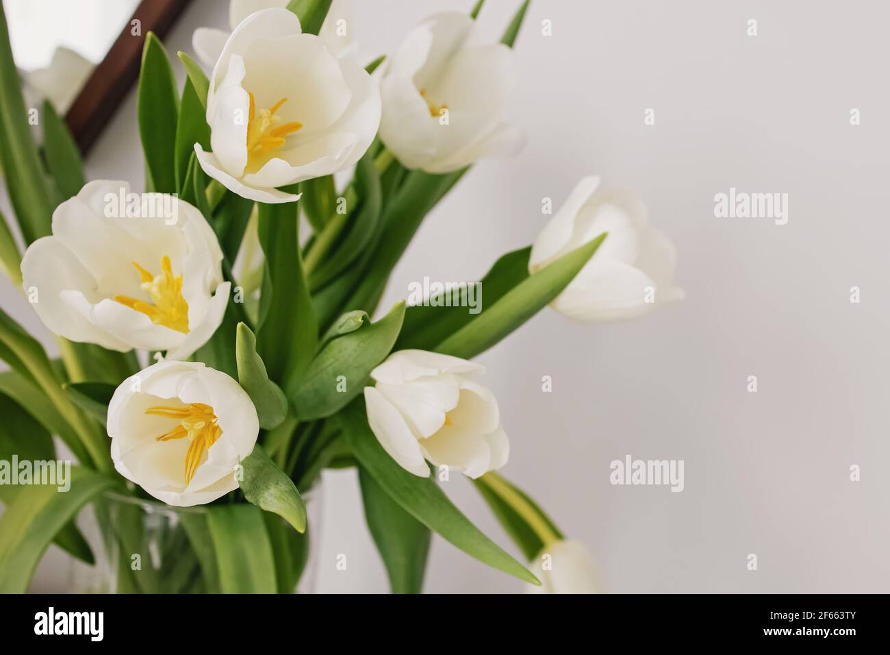 Bouquet di tulipani bianchi freschi di primavera Foto Stock