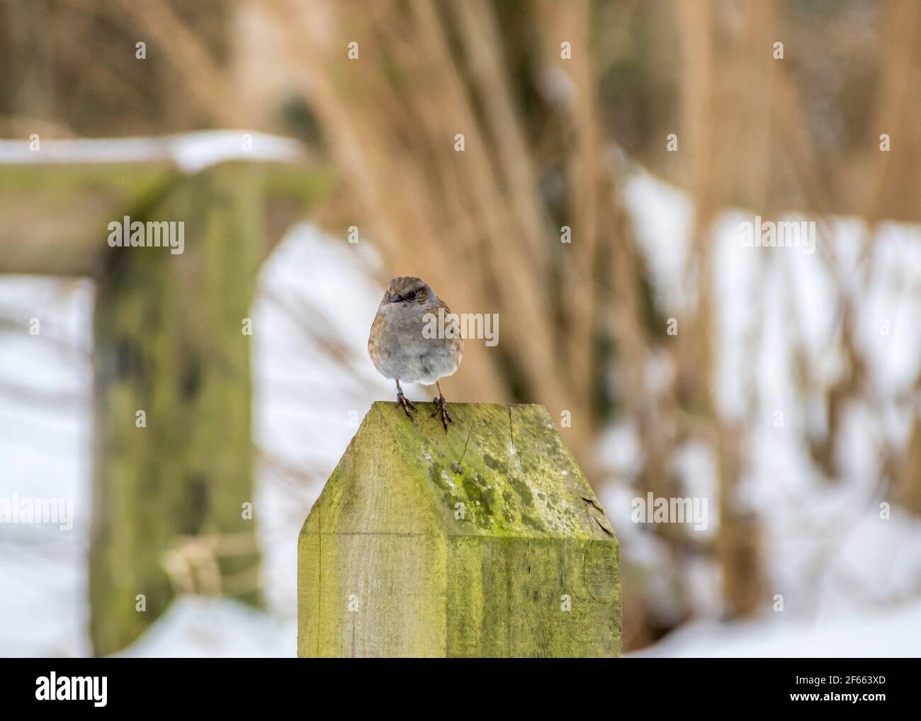 passera carino appollaiato sulla recinzione nella neve Foto Stock