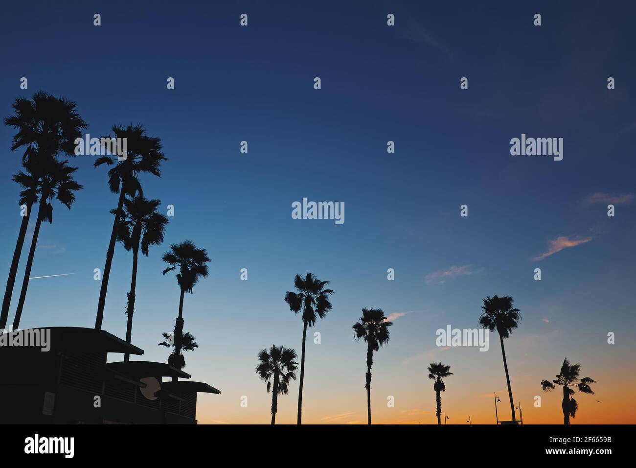 Silhouette alte con palme in retroilluminazione al tramonto Foto Stock