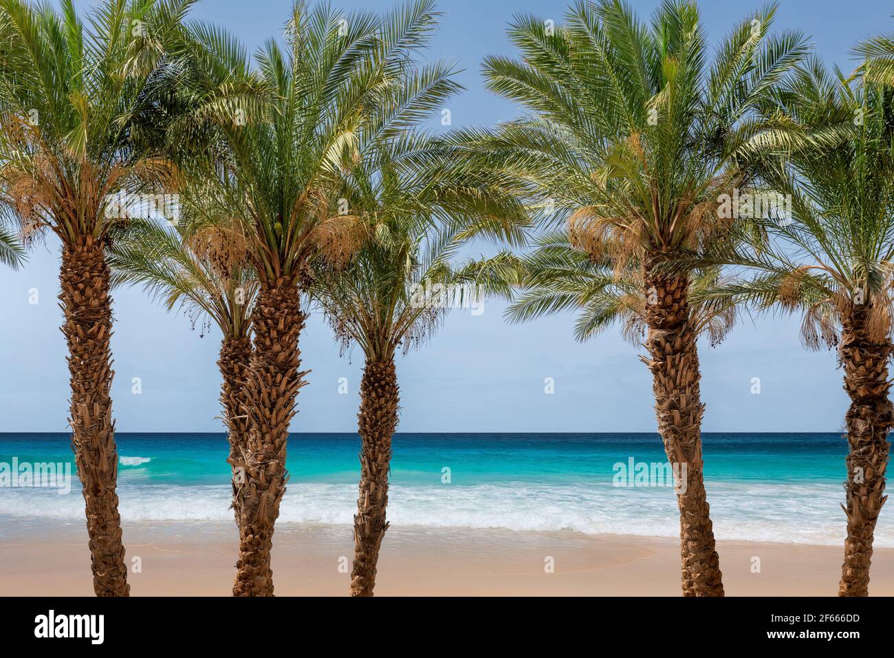 Spiaggia Paradise Sunny con palme e mare turchese Foto Stock