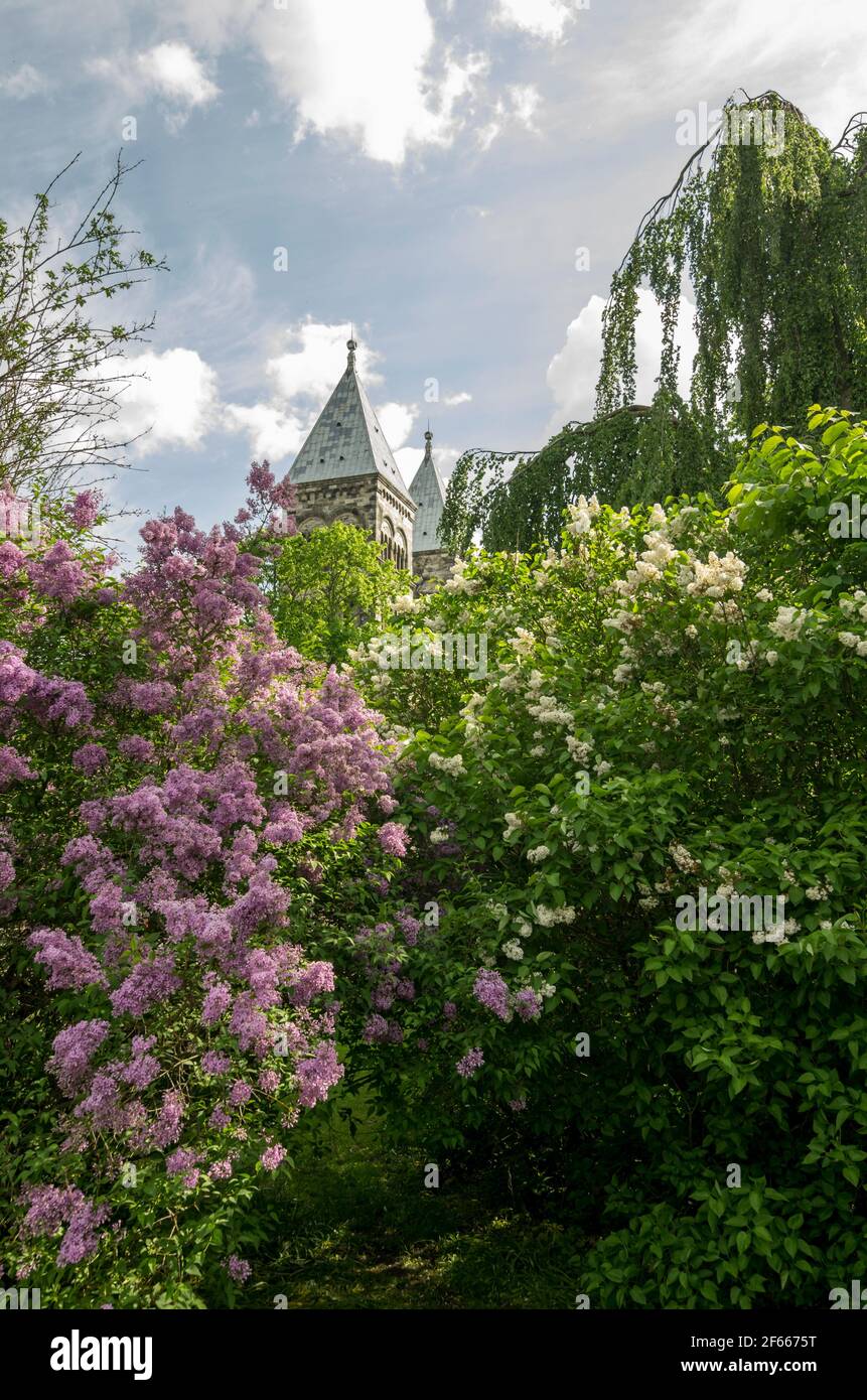 Le torri della Cattedrale di Lund, Lund, Svezia, visto dietro una profusione di foglie e fiori in primavera. Foto Stock