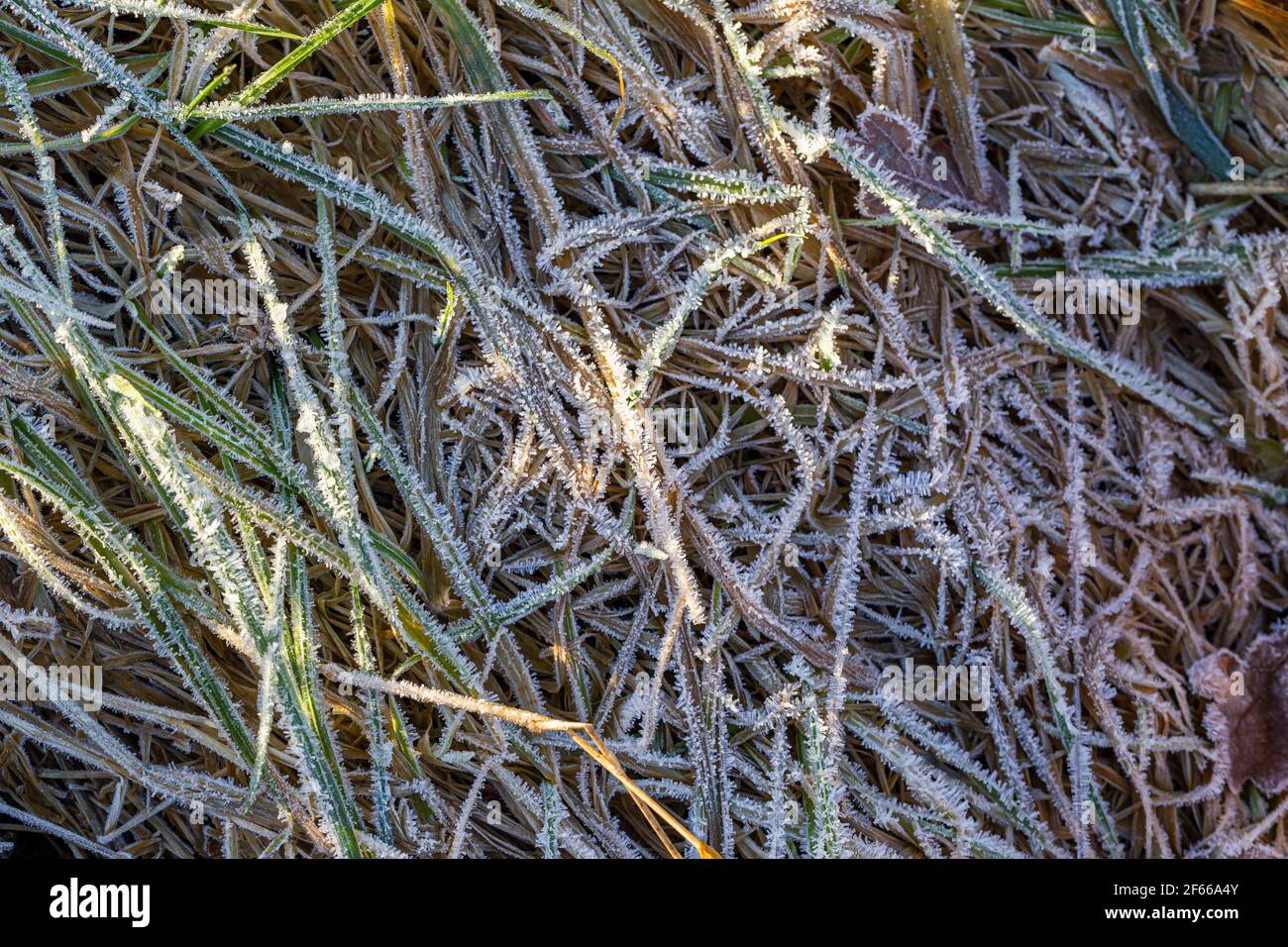 Mattina Frost sul prato secco Foto Stock