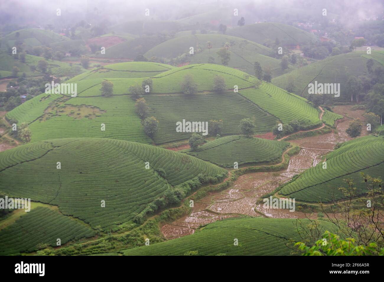 Alba sulle colline del tè nell'altopiano di Long Coc, provincia di Phu Tho in Vietnam Foto Stock