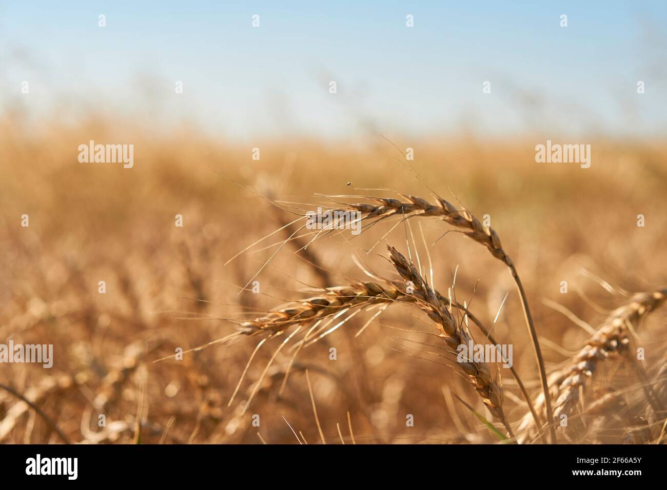 primo piano fuoco morbido giallo maturo e arancio orecchie di grano contro cielo blu. bel campo di erbe che si estendono all'orizzonte senza limitazione Foto Stock