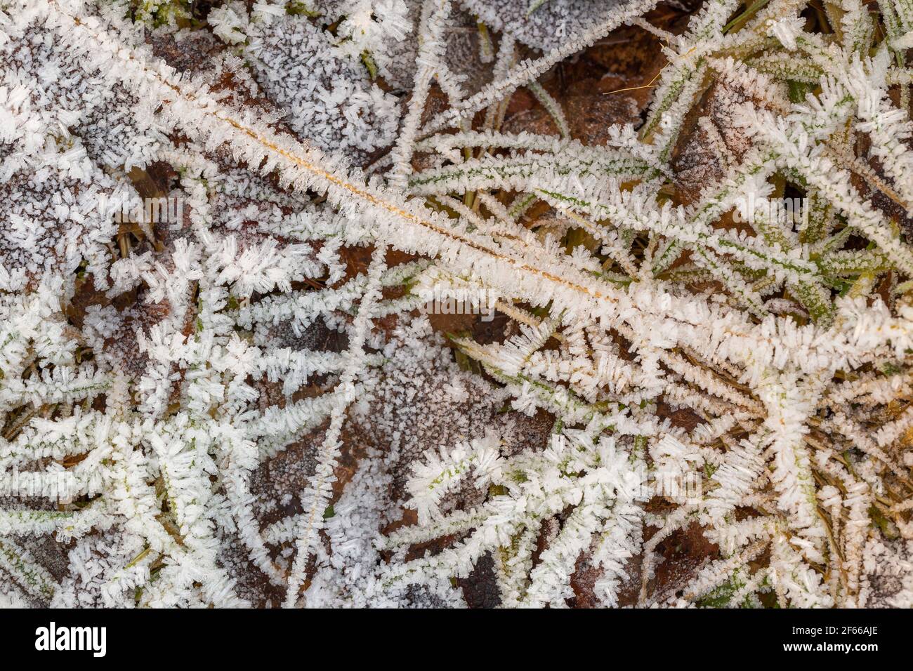 Cristalli di ghiaccio su un erba secca Foto Stock