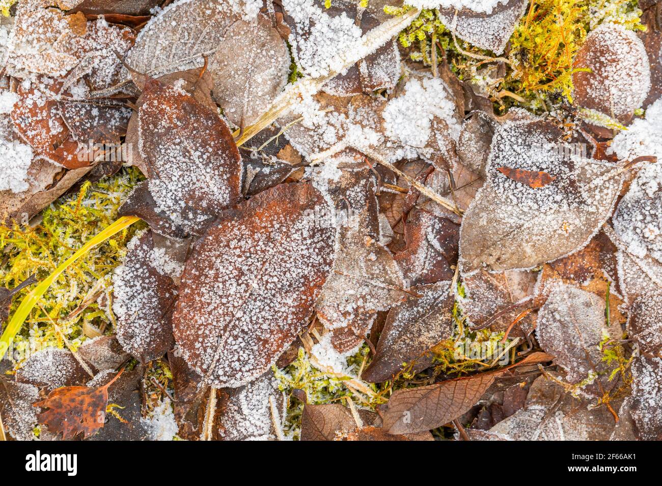 Autunno foglie in mattina Frost Foto Stock