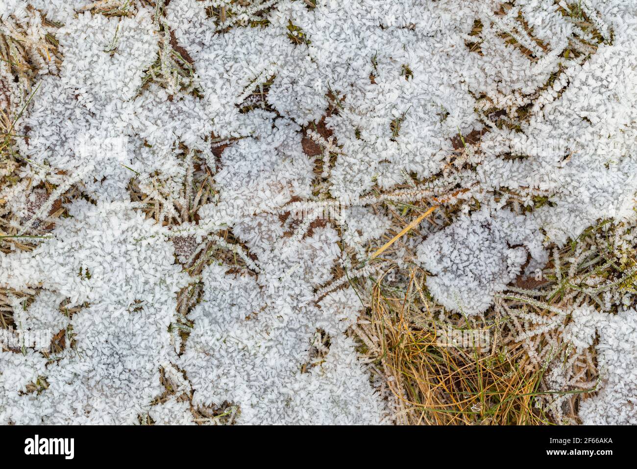 Cristalli di ghiaccio su un erba secca Foto Stock