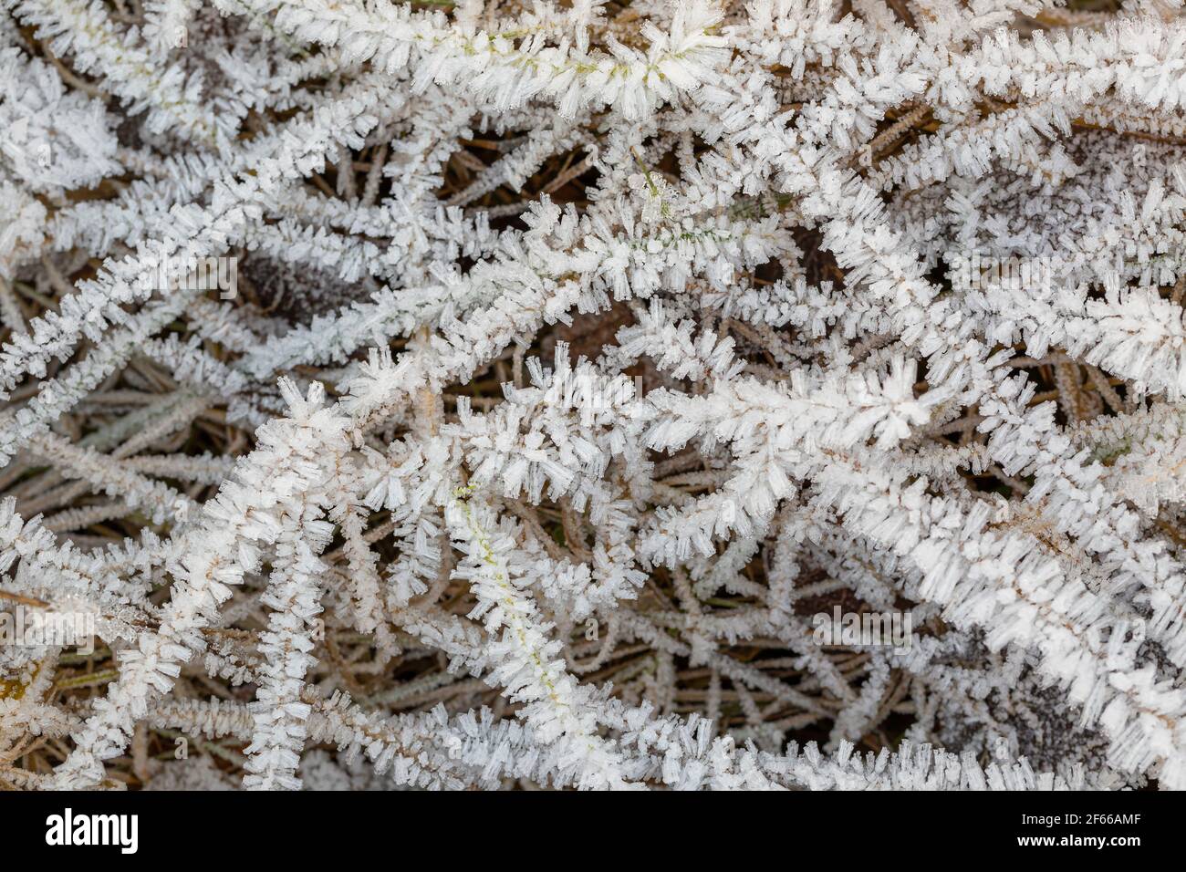Mattinata cristalli di Frost sul prato secco Foto Stock