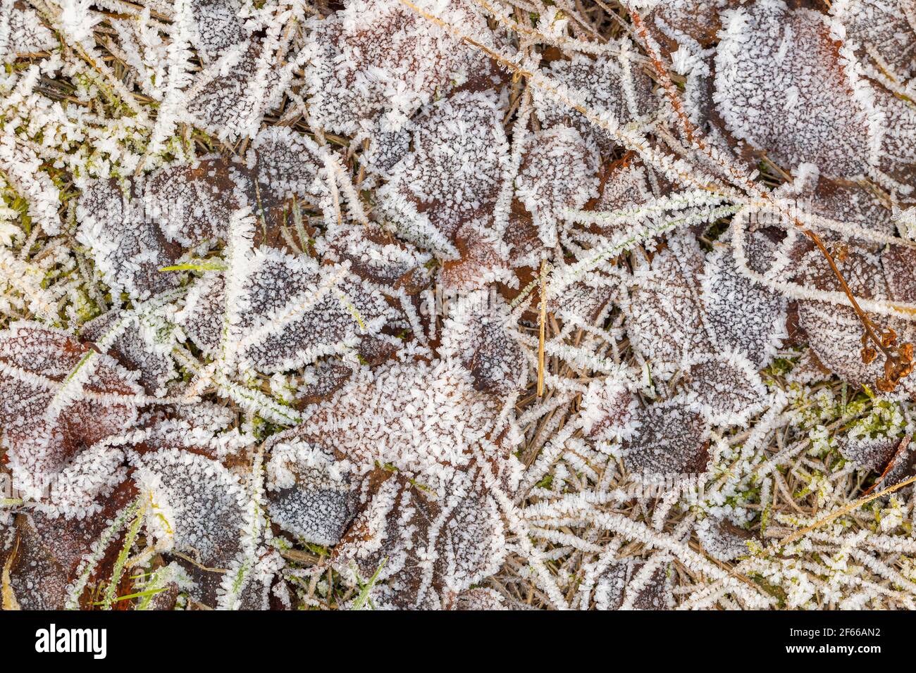 L'autunno parte al mattino Foto Stock