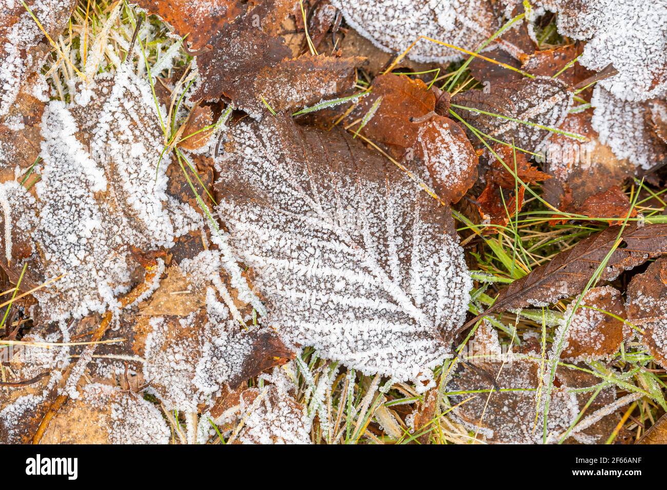 Autunno foglie in mattina Frost Foto Stock