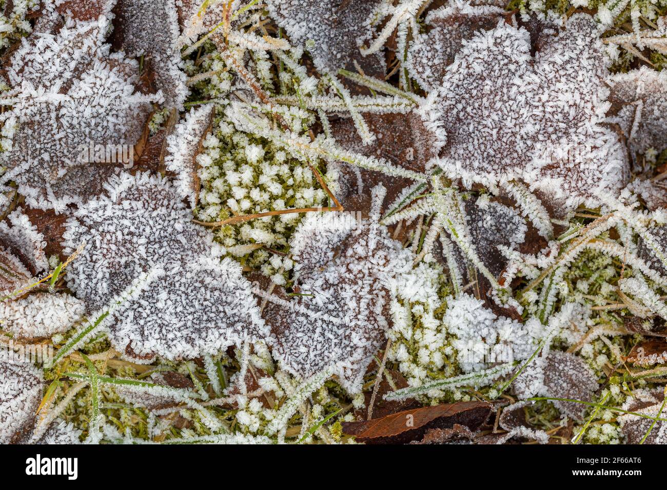 L'autunno parte al mattino Foto Stock