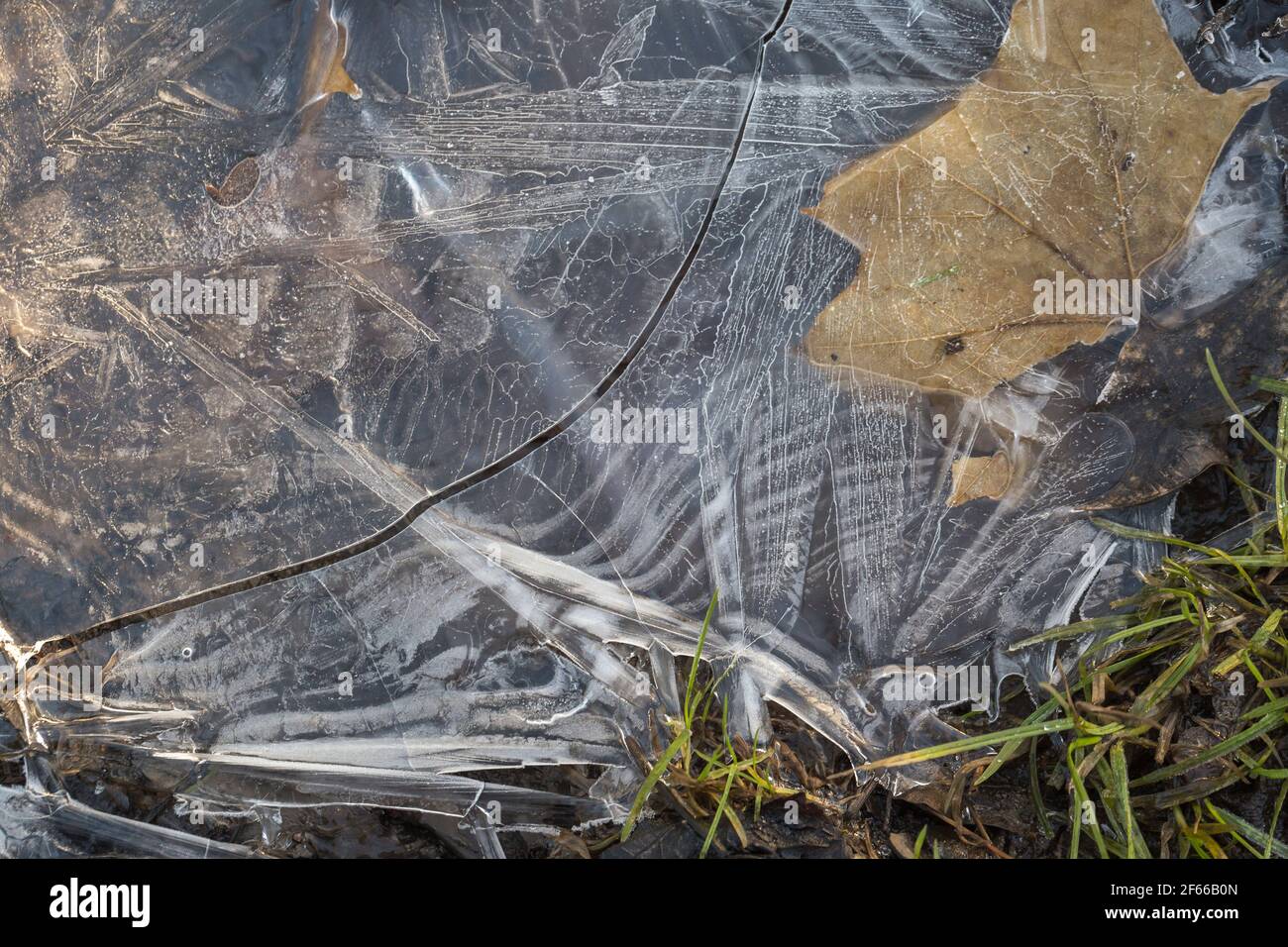 Foglie congelate sotto ghiaccio fessurato Foto Stock