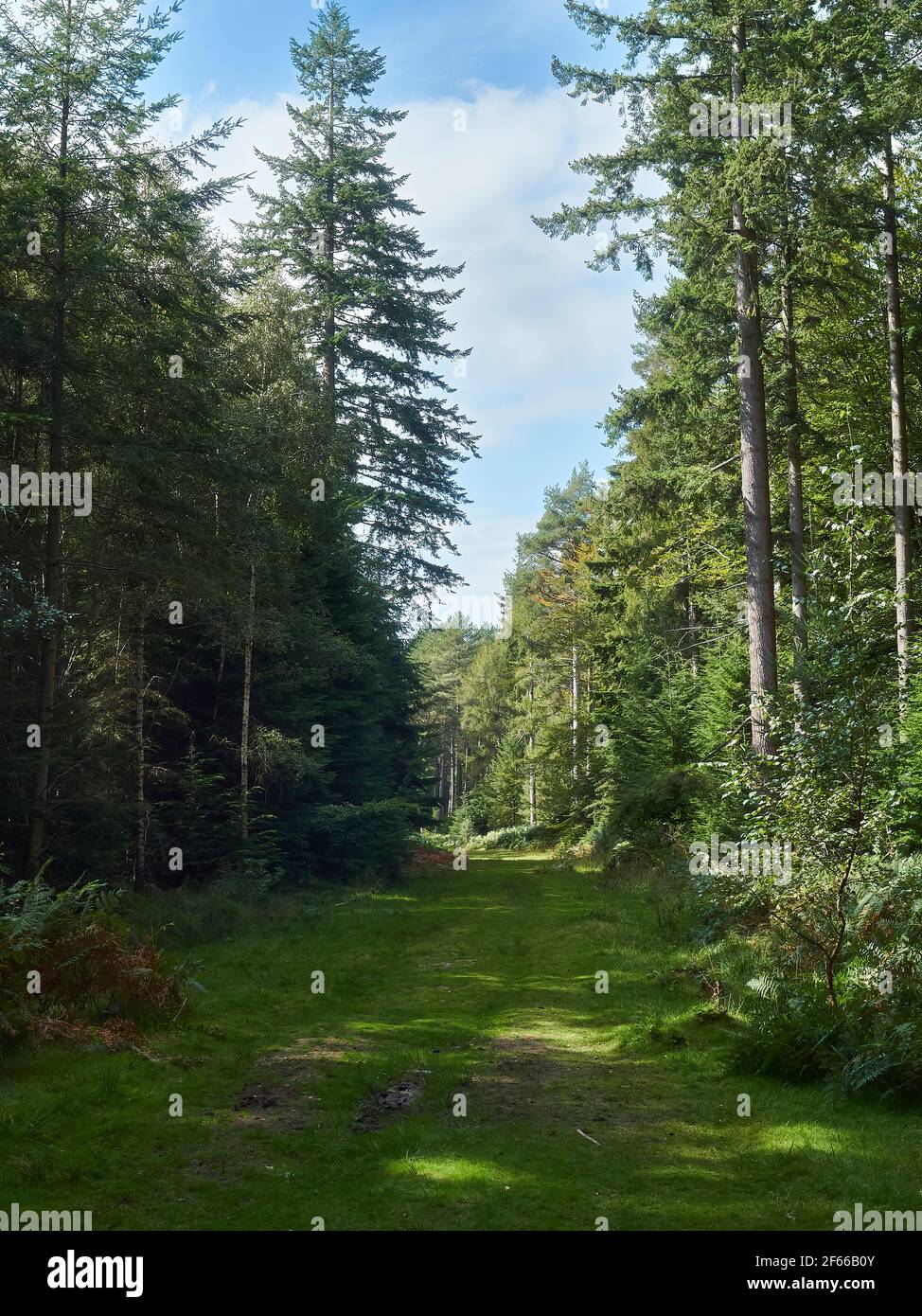 Un corridoio di alberi maturi si stagliano su entrambi i lati e sotto un cielo blu di polvere brillante. La fresca ombra sotto il verde fogliame invita a esplorare Foto Stock