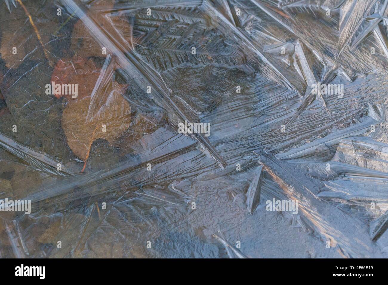 Foglie surgelate sotto sfondo di ghiaccio Foto Stock