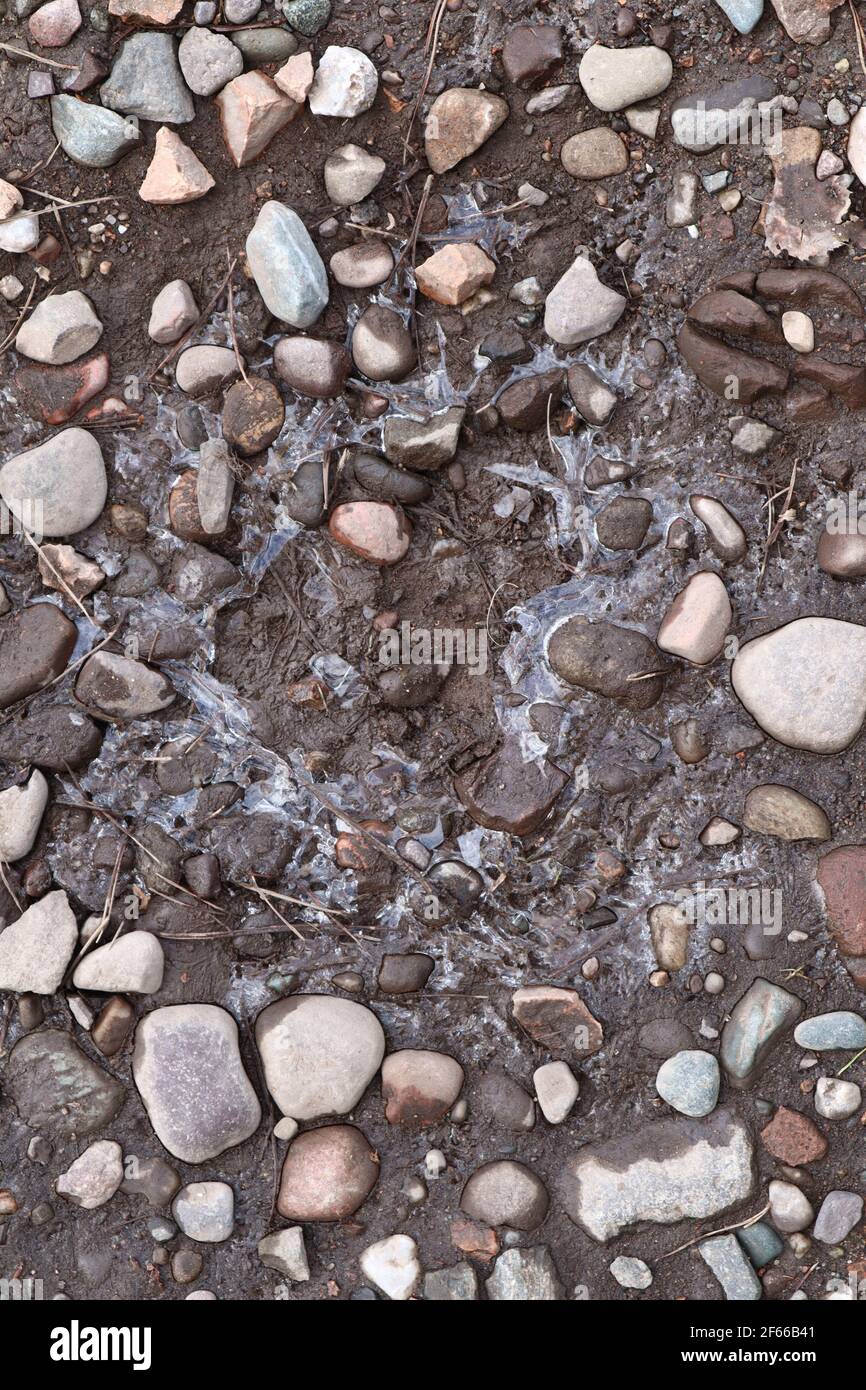 Surgelati Pebble in un fango Foto Stock