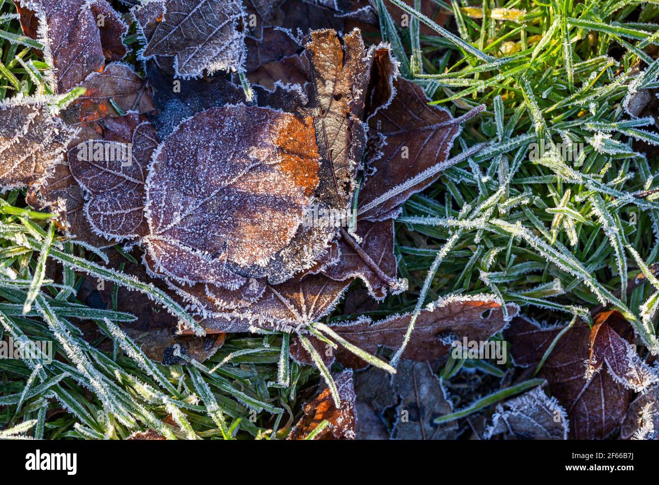 Mattina Frost su foglia secca Foto Stock