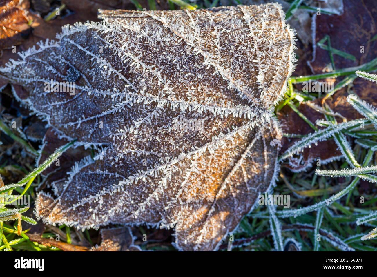 Mattina Frost su foglia secca Foto Stock