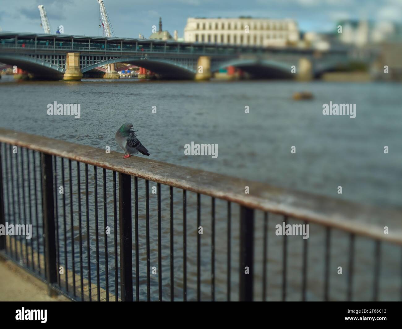 Un piccione feriale, soffiato dal vento, arroccato sulle ringhiere vicino al Tamigi, con uno sfondo del fiume e un ponte di Blackfriars sfocato. Foto Stock