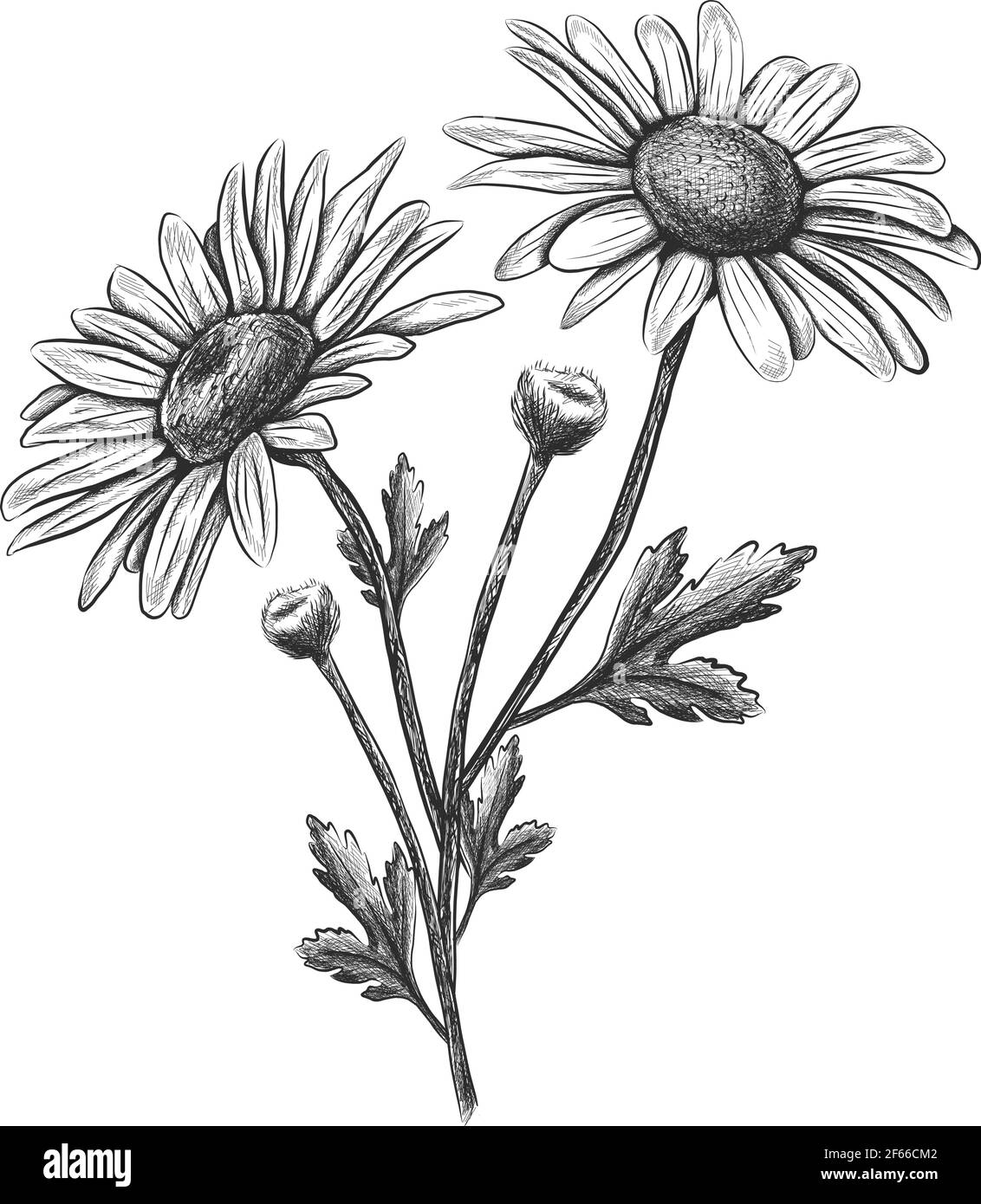Vettore fiore camomilla disegnato a mano. Isolato su sfondo bianco. Illustrazione Vettoriale
