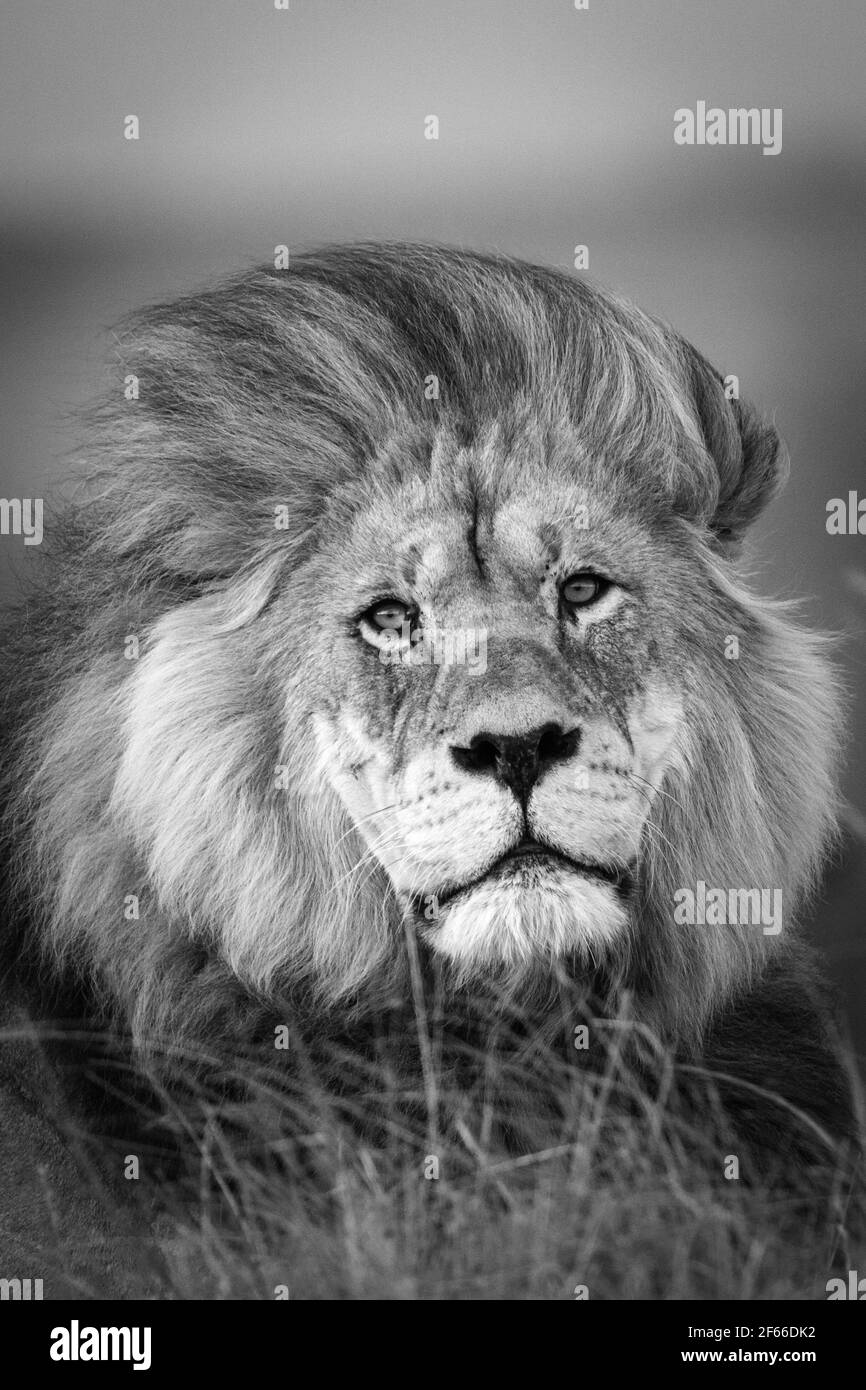 Ritratto di un solo leone maschile in Sud Africa mentendo a terra guardando regale nella fotocamera in nero e bianco Foto Stock