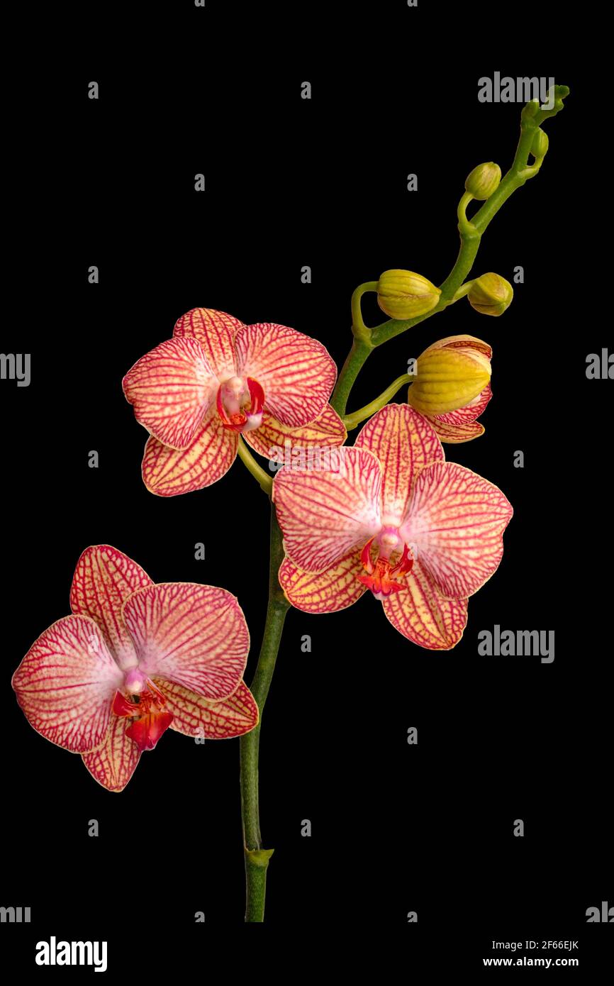 Un primo piano di un flower.Orchid isolato su uno sfondo nero. Falaenopsi. Foto Stock