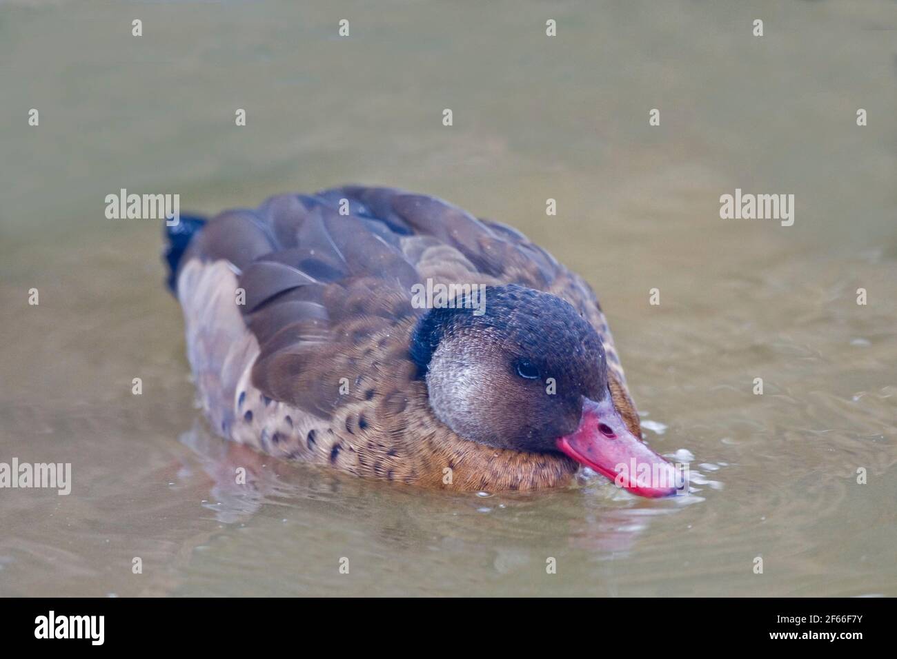 Un maschio brasiliano Teal o anatra brasiliana, Amazonetta brasiliensis Foto Stock