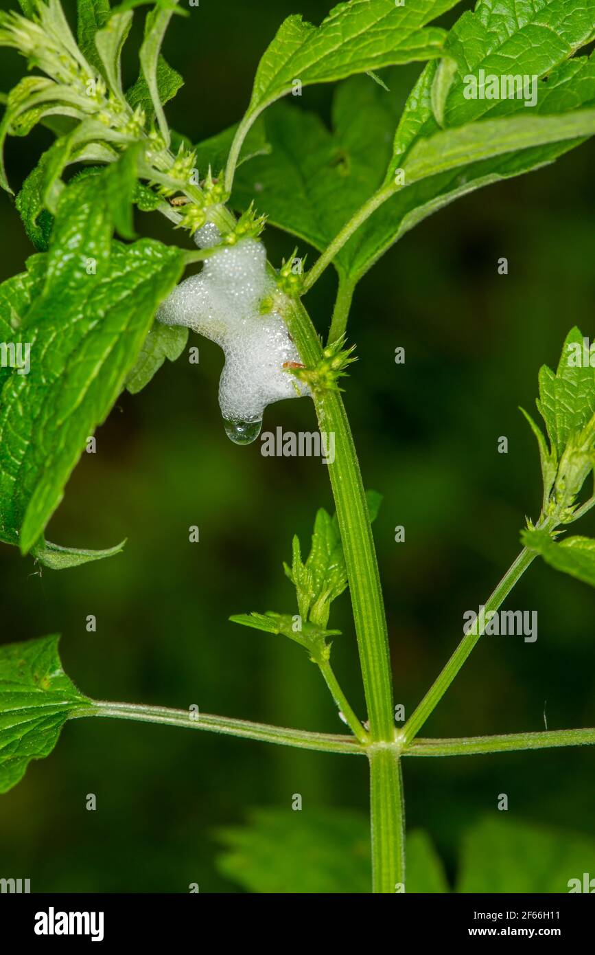 Vadnais Heights, Minnesota. Foresta di John H. Allison. Cocoon Spittlebug su uno stelo della pianta. Foto Stock