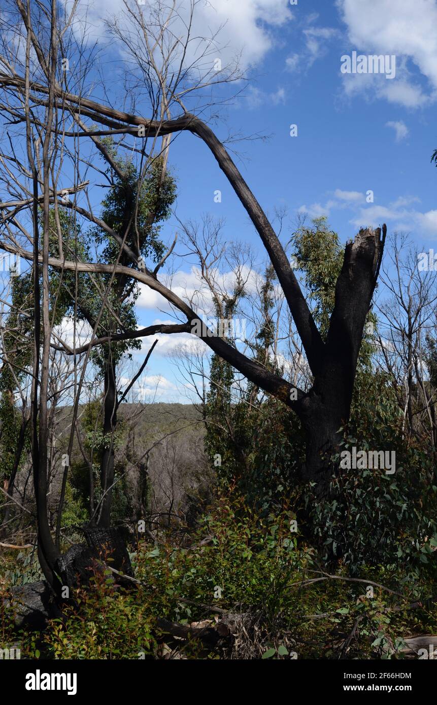 Alberi che mostrano qualche segno di recupero da fuoco di cespugliamento Foto Stock
