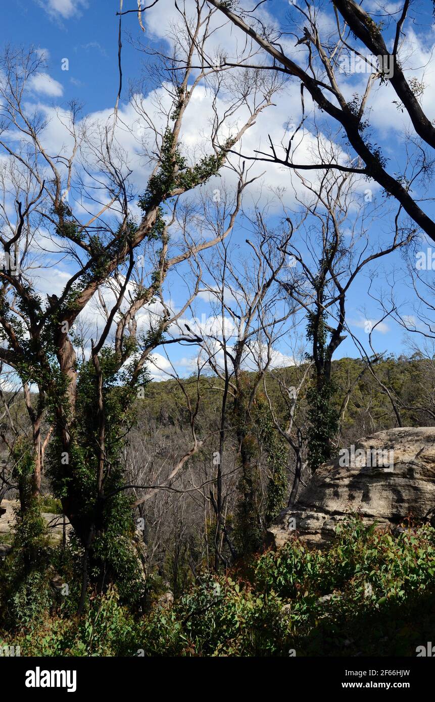 Alberi che mostrano qualche segno di recupero da fuoco di cespugliamento Foto Stock