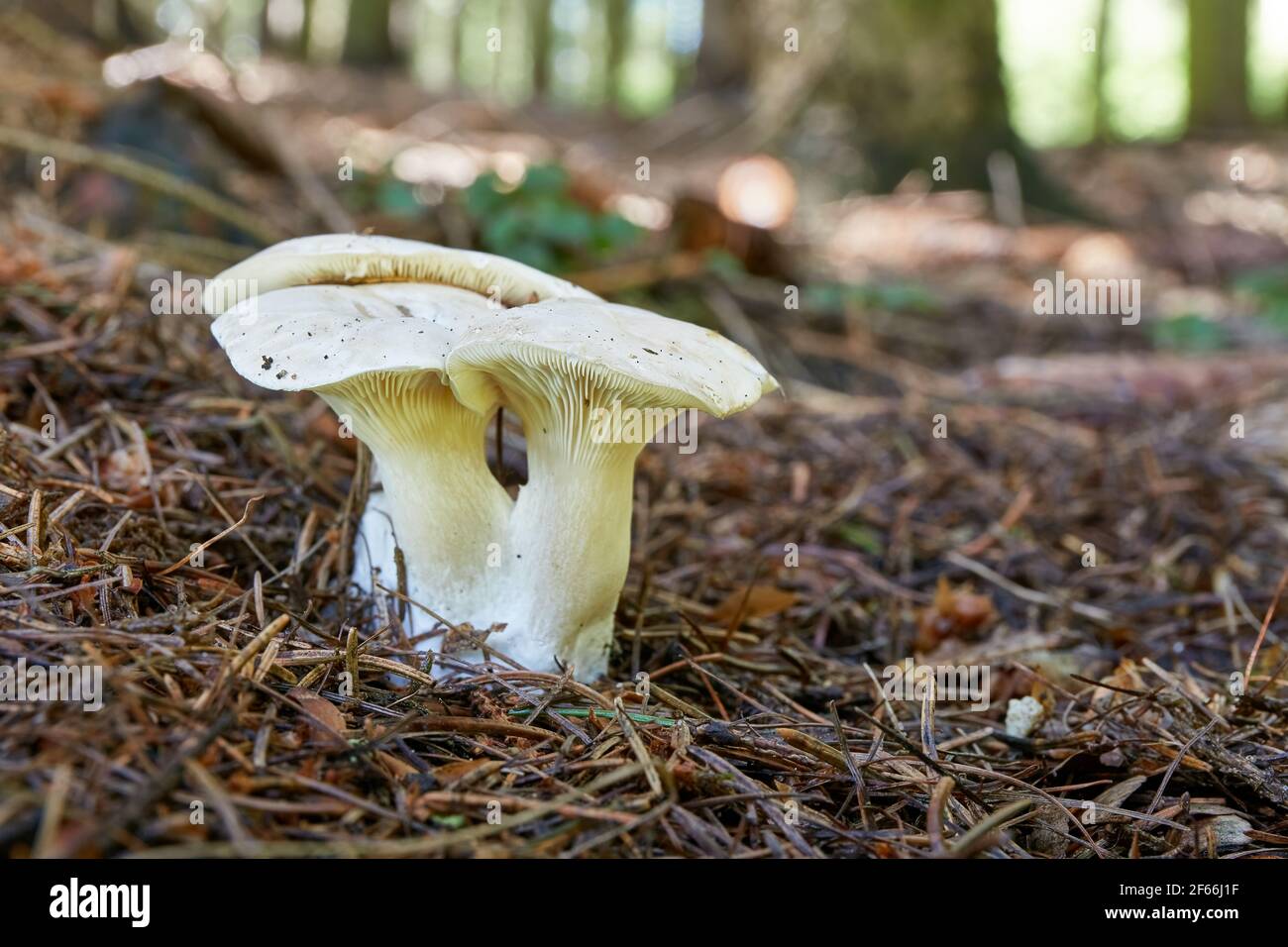 Fungo non identificato. Fungo nell'ambiente naturale. Foto Stock