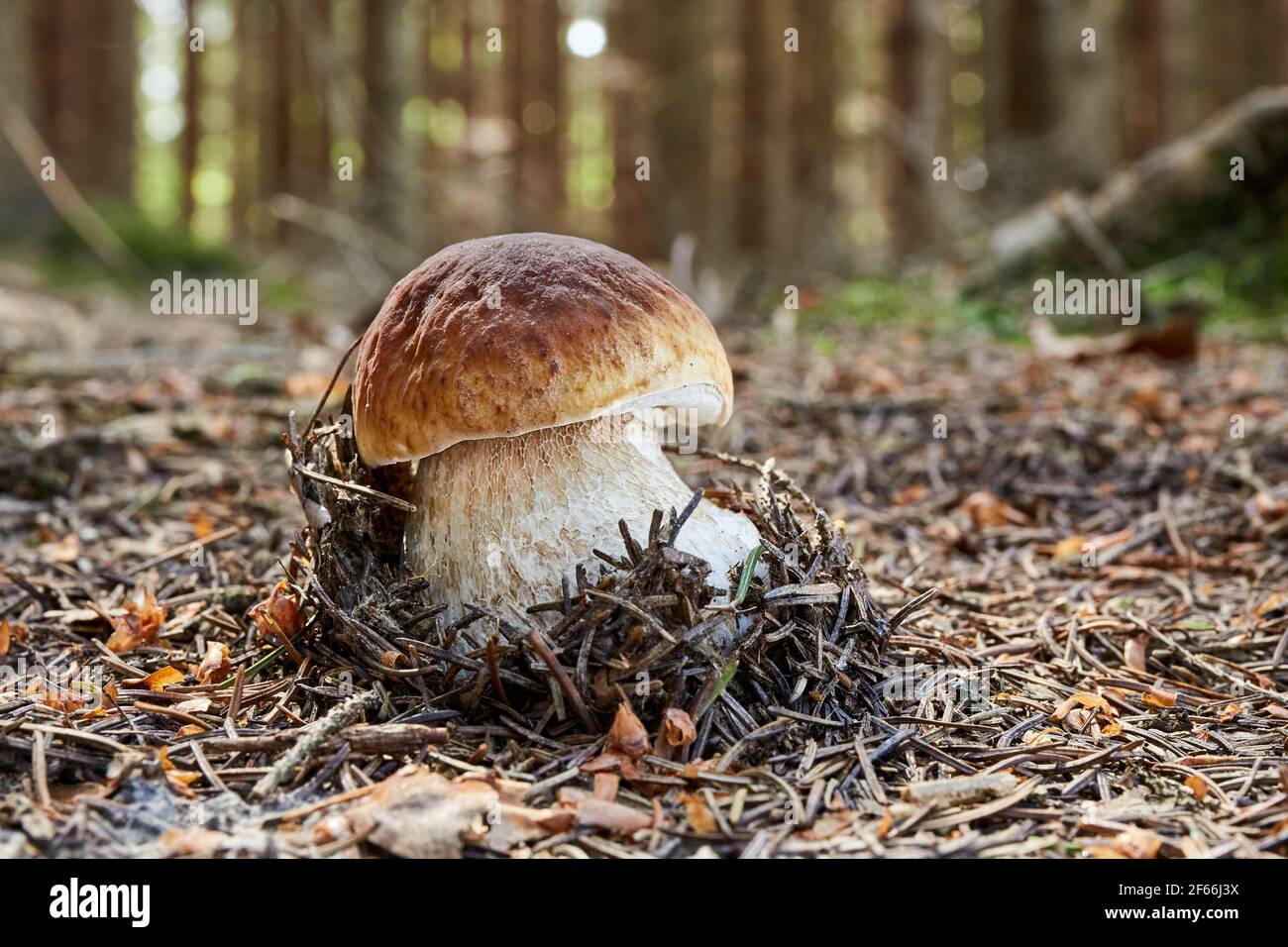 Boletus edulis - fungo commestibile. Fungo nell'ambiente naturale. Inglese: Penny bun, porcini, cep, porcino, re bolete. Ceco: Hrib smrkovy, hrib Foto Stock