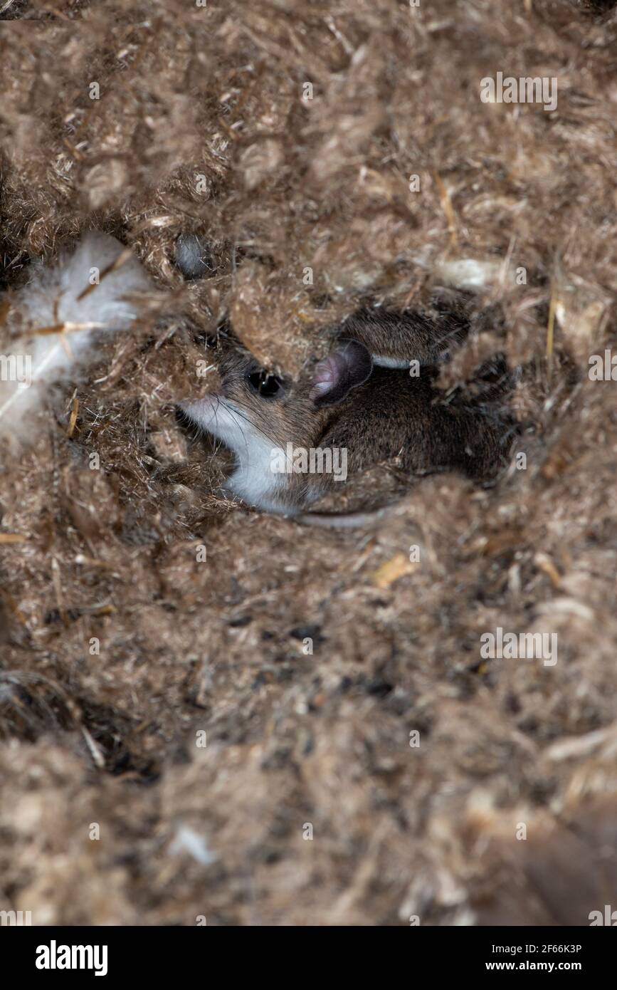 Little Canada, Minnesota. Parco Gervais Mi8ll. Cervi, Peromyscus maniculatus in una scatola di nidificazione di uccelli. Ha preso il controllo della scatola di nidificazione in autunno ritardato per tenere wa Foto Stock
