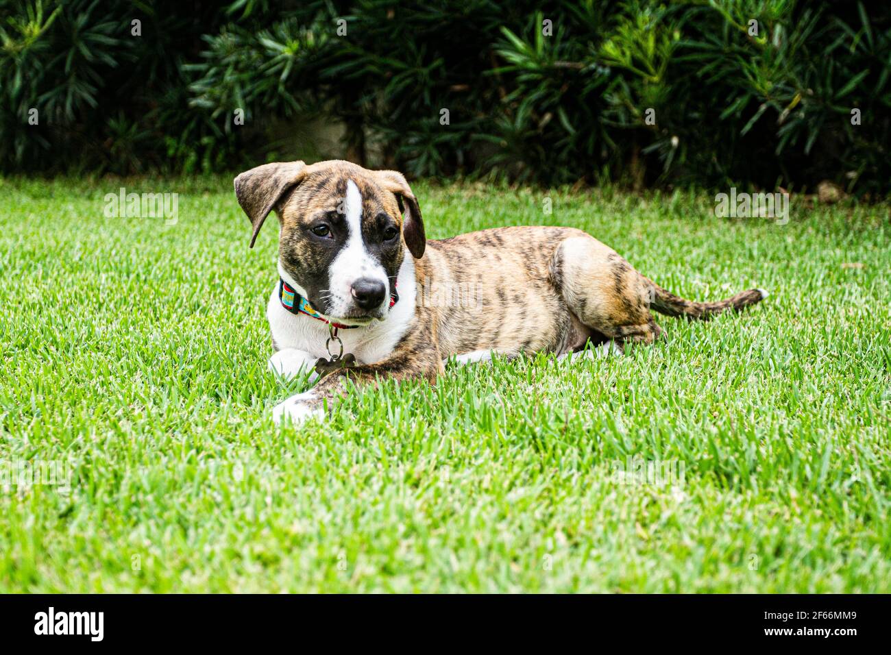 Cane cucciolo Pitbull che posa su erba. Florianopolis, Santa Catarina, Brasile. Foto Stock