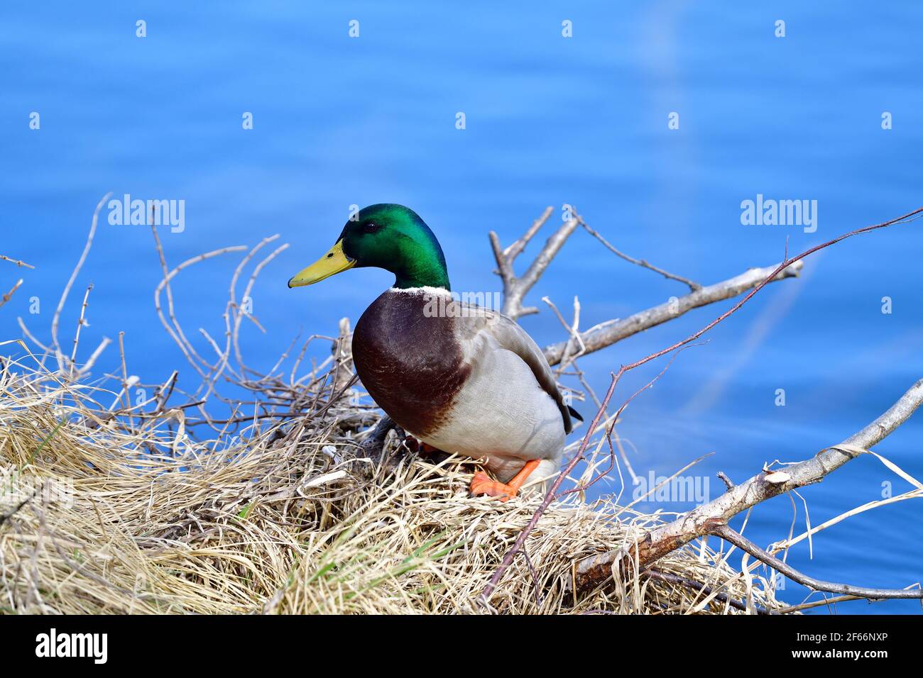 Vienna, Austria. Parco acquatico Floridsdorf. Mallard (Anas platyrhynchos) Foto Stock